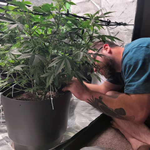 Stardust 1 growlog photo: Dylan trimming 