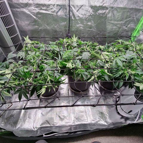 Stardust 1 growlog timeline photo