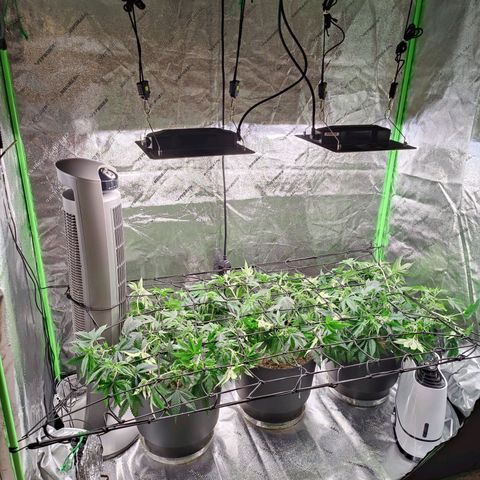 Stardust 1 growlog timeline photo