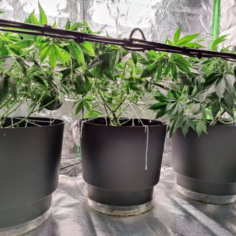 Stardust 1 growlog timeline photo