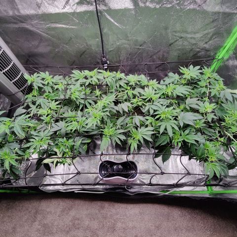 Stardust 1 growlog timeline photo