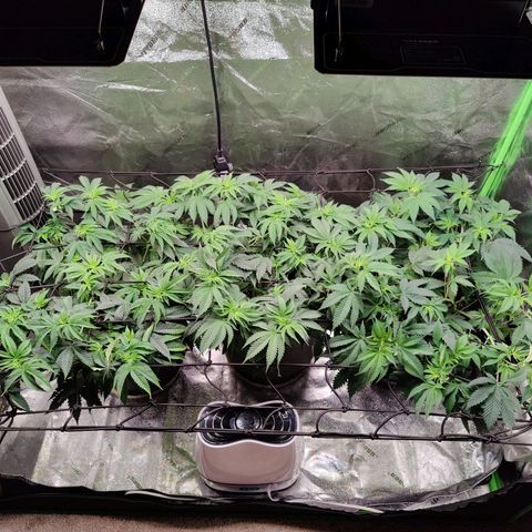 Stardust 1 growlog timeline photo