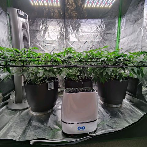 Stardust 1 growlog timeline photo