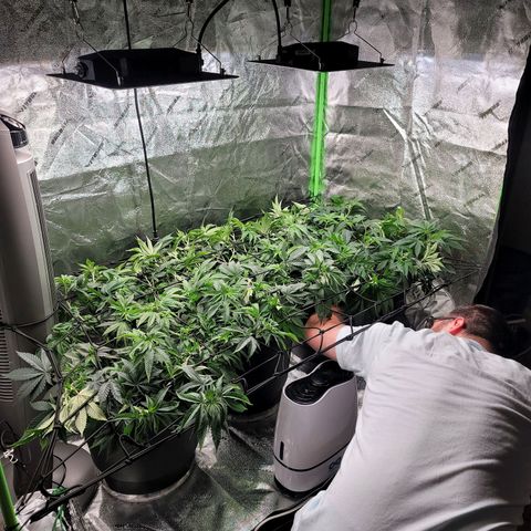 Stardust 1 growlog photo: Trim
training,  
8 cups 6.3 ph water
