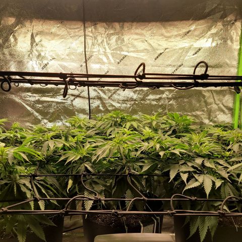 Stardust 1 growlog timeline photo