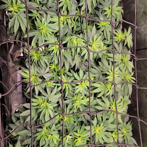 Stardust 1 growlog photo: 6 cups ph 6.1 each