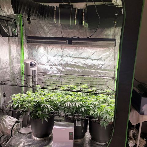 Stardust 1 growlog timeline photo