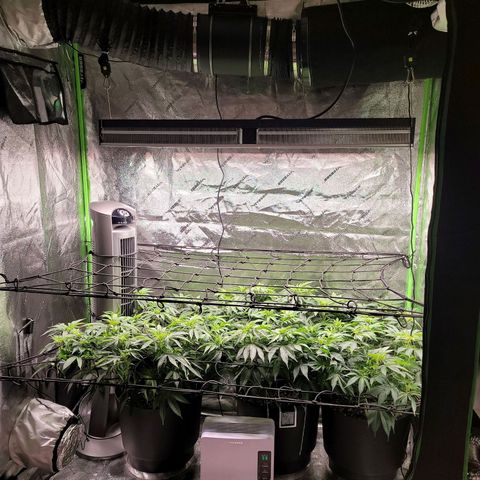 Stardust 1 growlog timeline photo