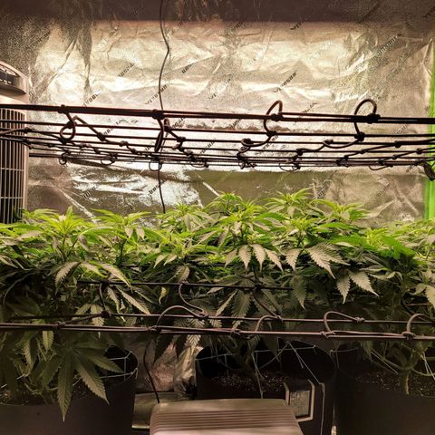 Stardust 1 growlog photo: 4 cups ph water each