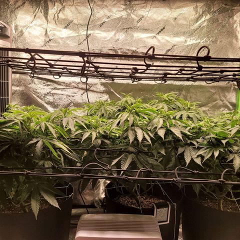 Stardust 1 growlog photo: 6 cups Nutrients  each