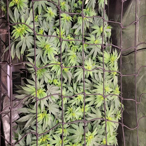 Stardust 1 growlog timeline photo