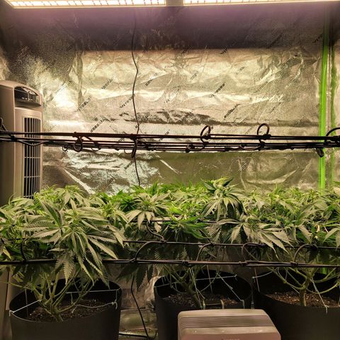 Stardust 1 growlog photo: Lots of trimming &
Training