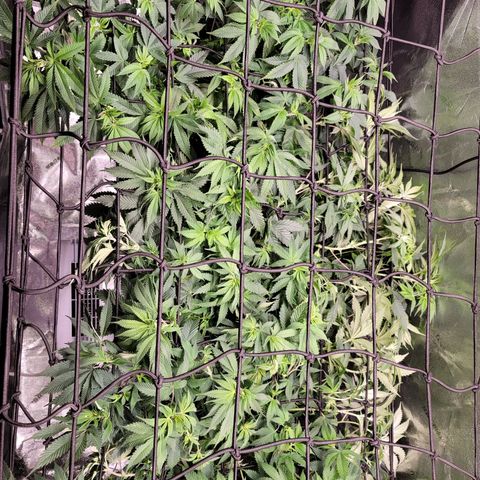 Stardust 1 growlog timeline photo