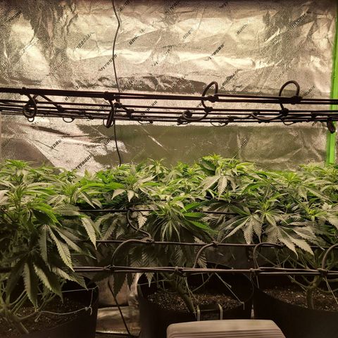 Stardust 1 growlog timeline photo