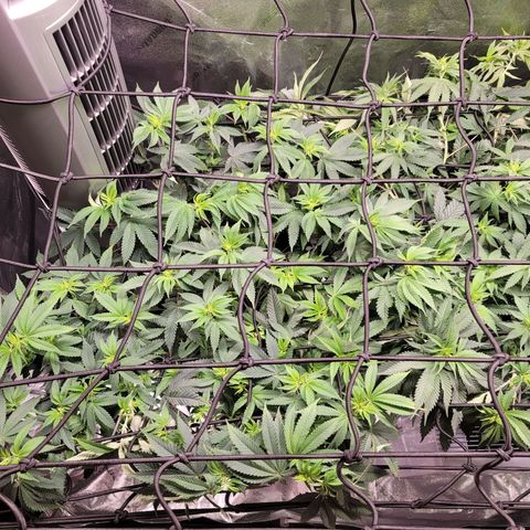 Stardust 1 growlog photo: 3 cups each nutrients 
