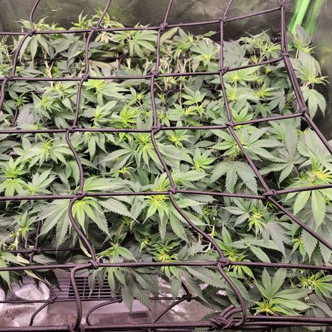 Stardust 1 growlog timeline photo