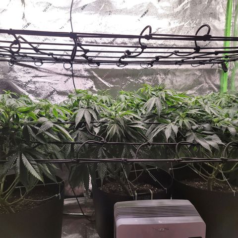 Stardust 1 growlog timeline photo