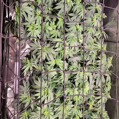 Stardust 1 growlog photo: 6 cups ph water each