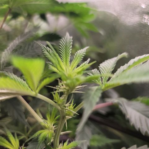 Stardust 1 growlog timeline photo
