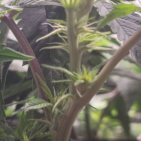 Stardust 1 growlog timeline photo