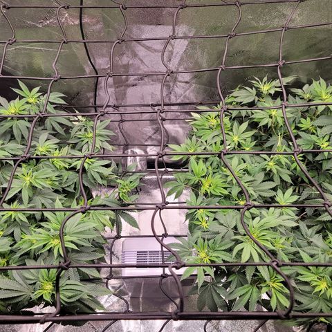 Stardust 1 growlog photo: 6 cups nutrients  each