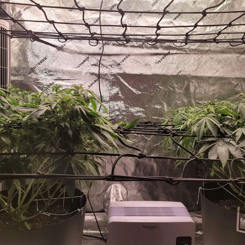 Stardust 1 growlog timeline photo