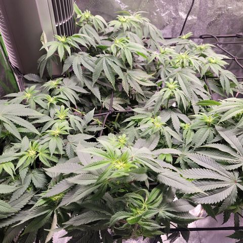 Stardust 1 growlog photo: 6 cups ph 6.4