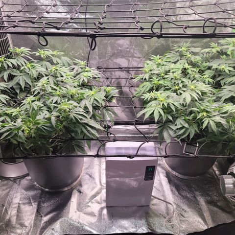 Stardust 1 growlog photo: 3 cups ph water 