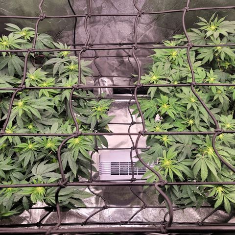 Stardust 1 growlog timeline photo