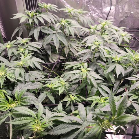 Stardust 1 growlog timeline photo