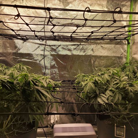 Stardust 1 growlog timeline photo
