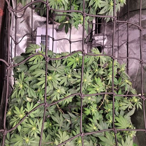 Stardust 1 growlog timeline photo