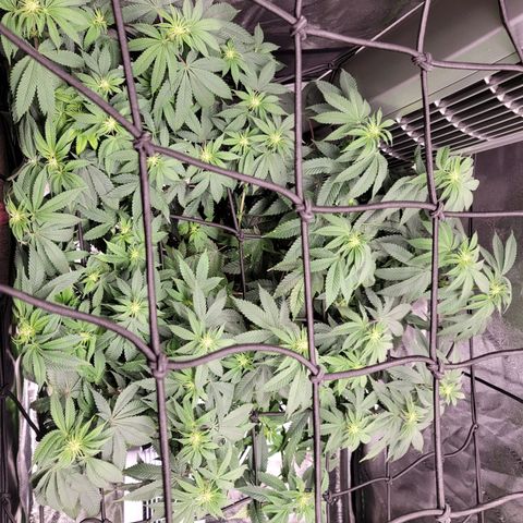 Stardust 1 growlog timeline photo