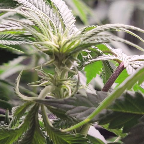 Stardust 1 growlog timeline photo