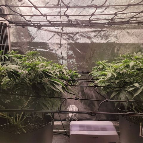 Stardust 1 growlog timeline photo