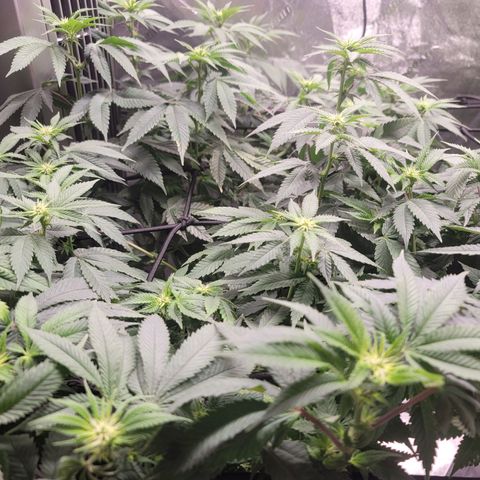 Stardust 1 growlog timeline photo