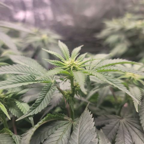 Stardust 1 growlog timeline photo