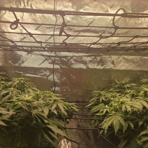 Stardust 1 growlog photo: Ph 6.2 water