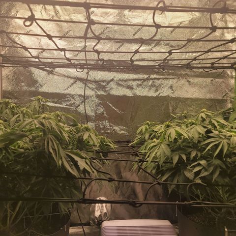 Stardust 1 growlog timeline photo