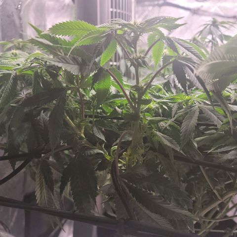 Stardust 1 growlog timeline photo