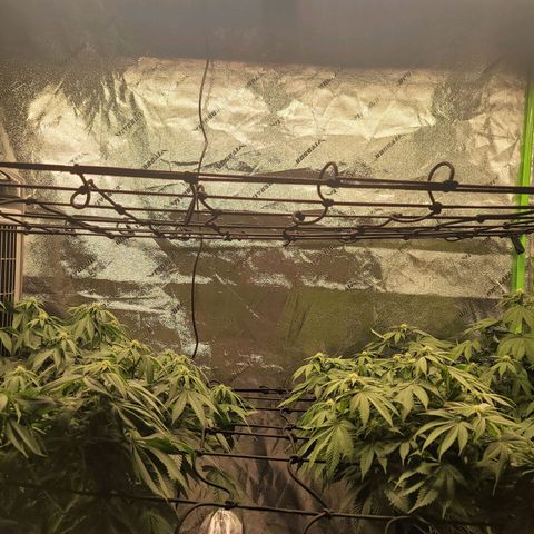 Stardust 1 growlog photo: 8 cups nutrients each/ week 3