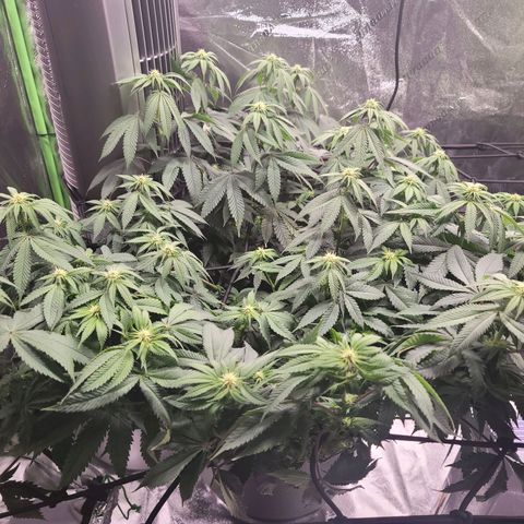 Stardust 1 growlog timeline photo