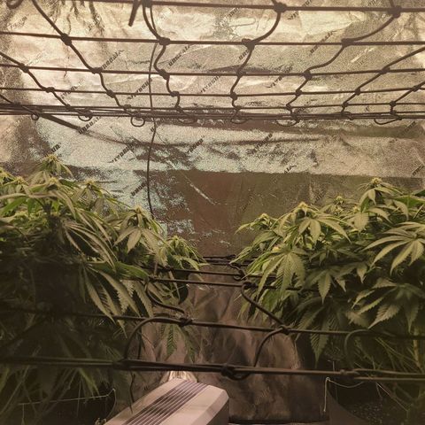 Stardust 1 growlog timeline photo