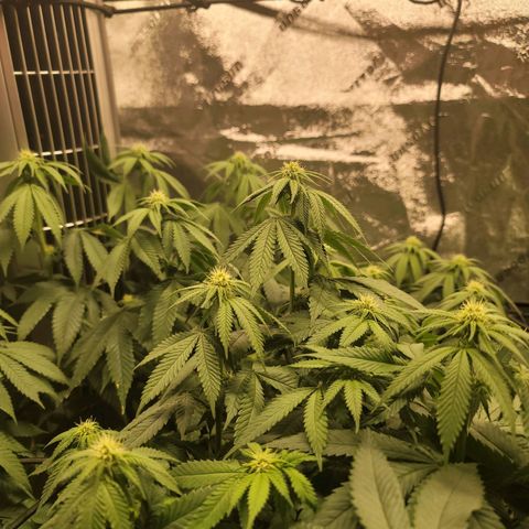 Stardust 1 growlog timeline photo