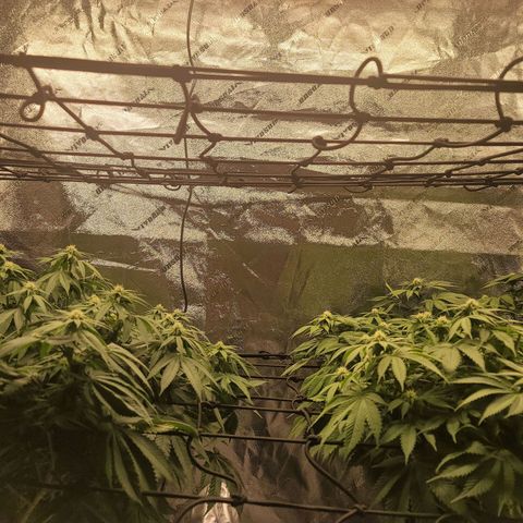 Stardust 1 growlog photo: 8cups ph 6.8 water