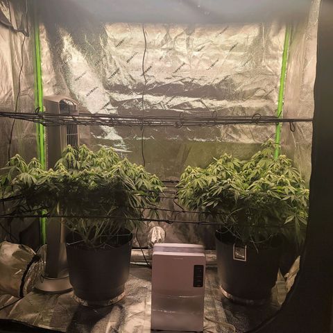 Stardust 1 growlog photo: 8 cups ph water
Light raised  to 28" above top flowers