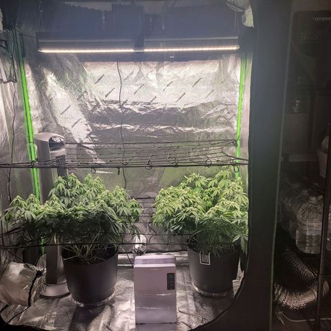 Stardust 1 growlog timeline photo
