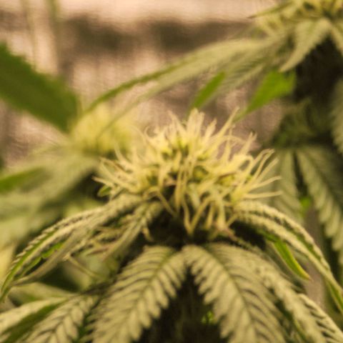 Stardust 1 growlog timeline photo