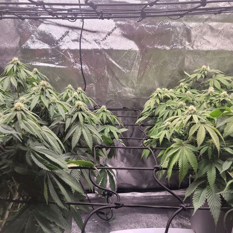 Stardust 1 growlog photo: Very drupy leaves