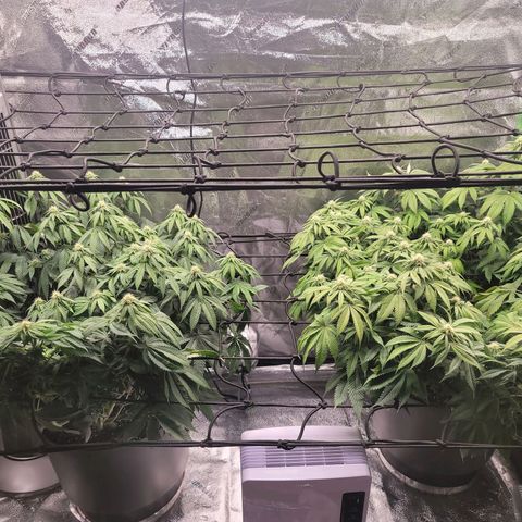 Stardust 1 growlog photo: 10 cups nutrients  each